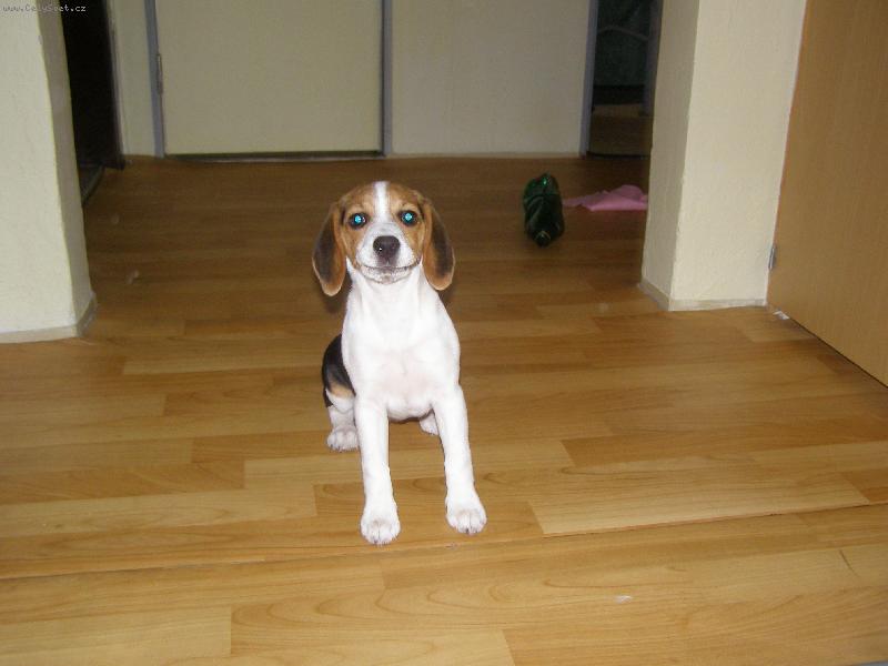 Foto: majla